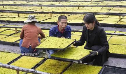 去年人均可支配收入突破4.5万元 农民增收，浙江为何能？