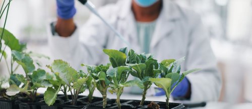 先正达实验室中的AI力量：解锁农业创新高效密码