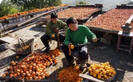 河南荥阳柿子产业书写乡村振兴『甜蜜』新篇章