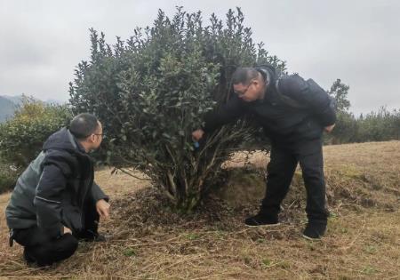 “中国苔茶之乡”何以实现“古树生金”