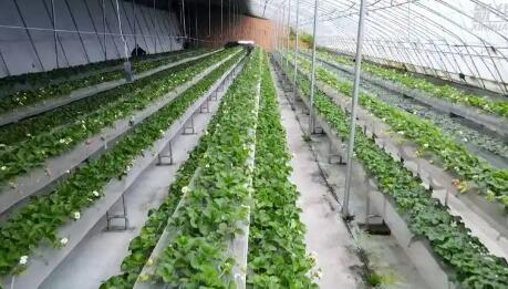 甘肃陇西：东西部协作推动设施农业发展