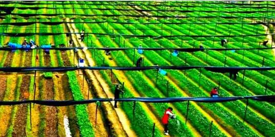 扎实推进乡村全面振兴｜县域富民产业迎发展新机遇