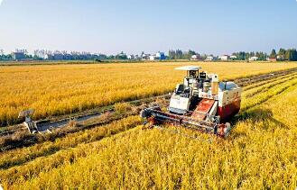 中央财办、中央农办有关负责人解读中央一号文件 “粮食安全这根弦必须始终绷紧”