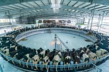 持续巩固内蒙古“中国奶罐”优势地位