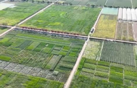 我国种业振兴“五年见成效”目标顺利完成 “中国粮”用“中国种”态势更加牢固