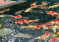 江门锦鲤“游”到欧盟 “中国锦鲤之乡”实现出口欧盟“零”的突破