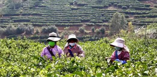 科技助推云南凤庆县茶果产业高质量发展