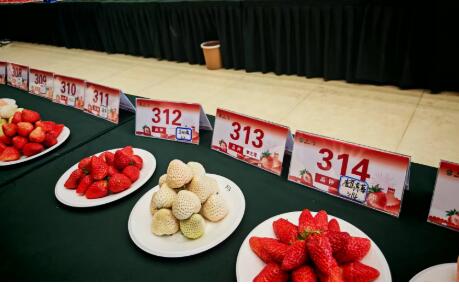 小草莓孕育出富民大产业