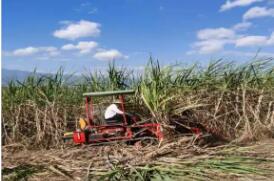 云南耿马：一根甘蔗炼就甜蜜产业链