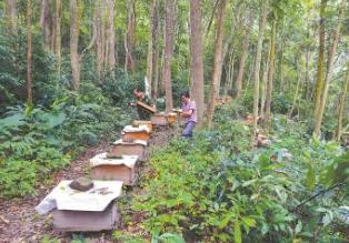 福建出台十条措施加快林下经济高质量发展