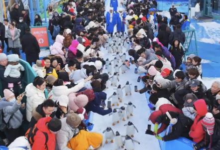 黑龙江省冰雪符号的爆款逻辑