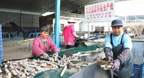 广西来宾：人工智能助力“一根甘蔗”撑起百亿产业