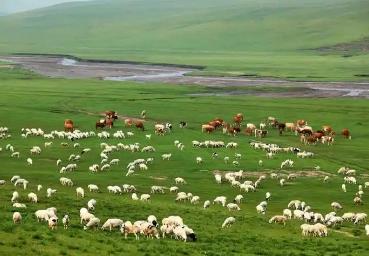 丰盈内蒙古 物产向优行——内蒙古推动高质量发展之农牧业篇