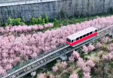 各地以“花”为媒点亮“美丽经济” 春日“颜值”加速转化为文旅“价值”