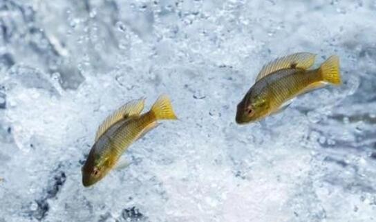 山东菏泽渔业产值突破二十亿元 黄河鲤鱼新品系培育获突破