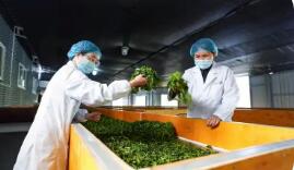 云南凤庆县推动滇红茶产业全链条发展