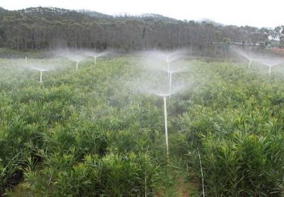 2026年绿美广东生态建设苗木生产储备总量超2亿株