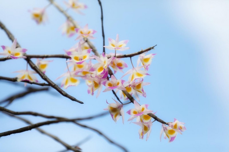 三八妇女节：研究了上万份女性购物清单后，紫皮石斛才是“爱你老己”的首选？