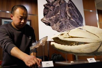“从鱼到人”再添新证！我国发现早期硬骨鱼类化石
