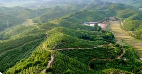 江西：去年林业总产值突破7500亿元 稳居全国第一方阵