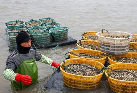 连江“缢蛏之乡”奏响海上春耕曲