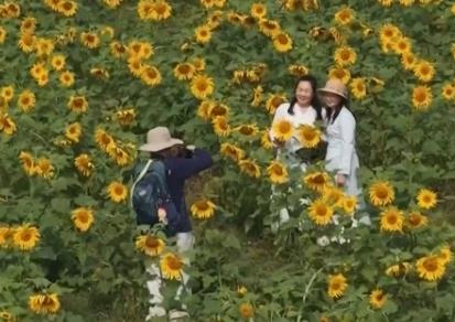 春花绽放带旺乡村游 花海“颜值”变文旅“产值”点亮“春日经济”