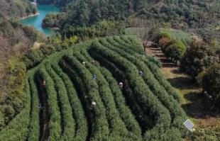 浙江武义：中国有机茶之乡春茶全面开采