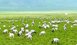 青海省海西州：让高原特色农畜产品走向“全国全球”