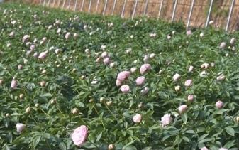 “好颜值”转化为“好价值” “花卉+”丰富“赏花经济”新业态释放新活力