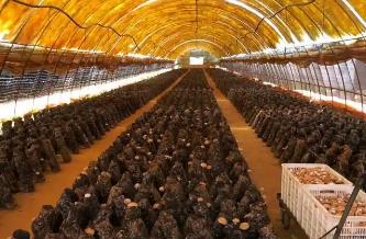 黑龙江杜尔伯特：菌菇产业多点开花全域推进