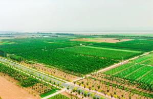 既要颜值又要气质！河南启动森林“健康计划”