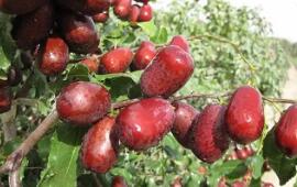 让戈壁荒滩变身红色果园——豫疆携手以枣为媒铺就乡村致富路