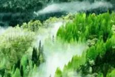 四川发布2025国土绿化公报