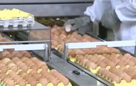 春日“菜篮子”装满时令蔬菜 3月“肉案子”价格呈现下降态势