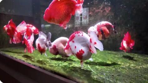 技艺革新 三产融合 品牌深耕  科技赋能福州金鱼养殖产业提质增效