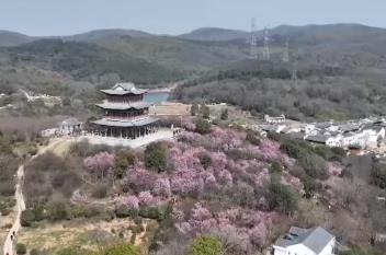 “赏花+”激活春日经济 新场景新体验解锁文旅新“花”样