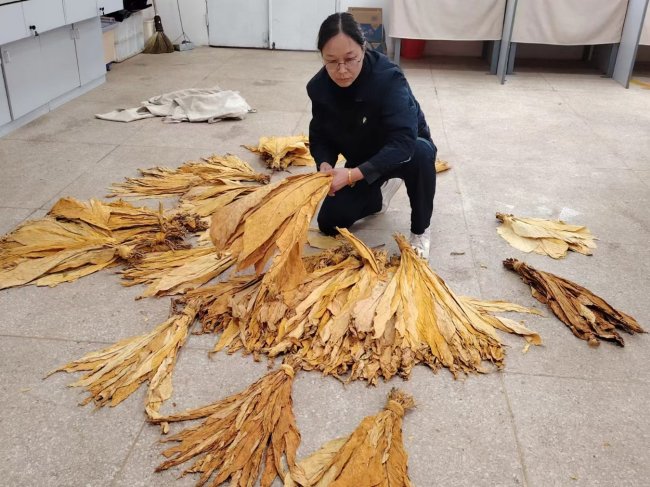 三十载深耕金叶间 匠心笃行铸匠魂  ——记楚雄复烤厂烟叶评级高级技师聂晓静