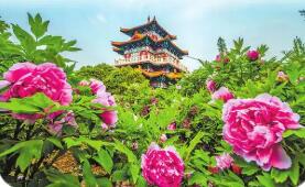 四年四更主题，洛阳牡丹文化节迭新为了什么？