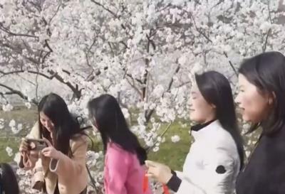 “美食+非遗”融入春日赏花之旅 各地抢抓“美丽经济”流量红利促消费