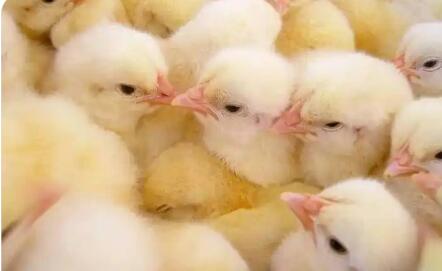 从“一只鸡”到“整条链”——国产种禽贸易跨越式发展样本