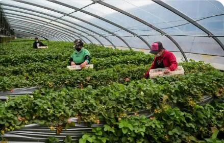 “土疙瘩”变“金疙瘩”——内蒙古呼和浩特用地理标志打开乡村振兴致富门