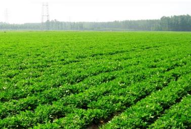 “中国花生之乡”莒南 加工出口贸易量稳居全国县域第一