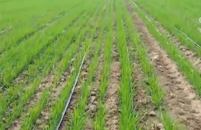 向科技要产能 跑好春耕“第一棒” 智慧农业为夯实夏粮生产基础赢得主动