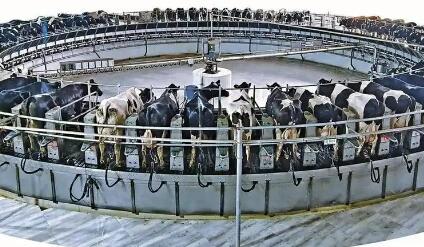 宁夏石嘴山奶产业再塑新优势