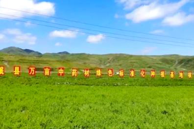 “中国当归之乡”岷县中药材产业振兴引发“归雁效应”