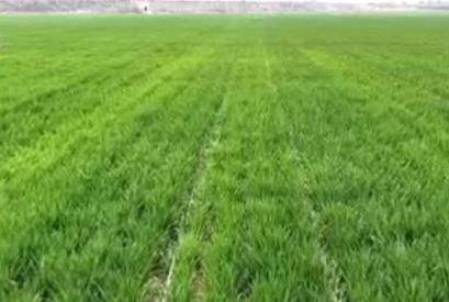 滴“智慧水”、施“营养餐” 冬小麦春管尽显“科技范儿”“智慧劲儿”