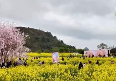 各地“花”样文旅“圈粉”引客来 “春日流量”奔涌激活“消费DNA”