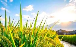 摸清“家底” 我国农业气候资源普查和区划全面铺开