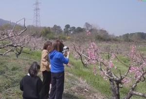 “春赏花、夏采果”农旅互促模式构建新生态 乡村振兴“新”图景正渐次展开