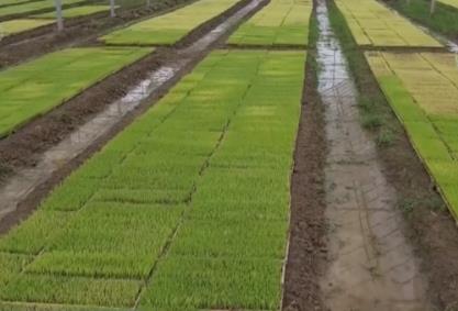 科技加持让春耕春管奏响“交响曲” 现代农业向新向优为好“丰”景筑牢根基